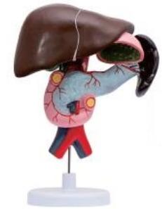 十二指腸、胰、脾解剖模型