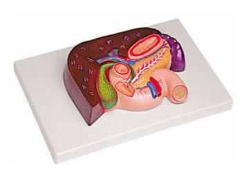 肝、胰、脾、十二指腸、胃模型